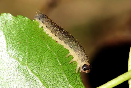 Réf. 310 479 : Rhogogaster sp.